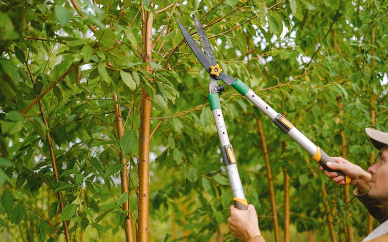 Tree trimming in Sturtevant, WI